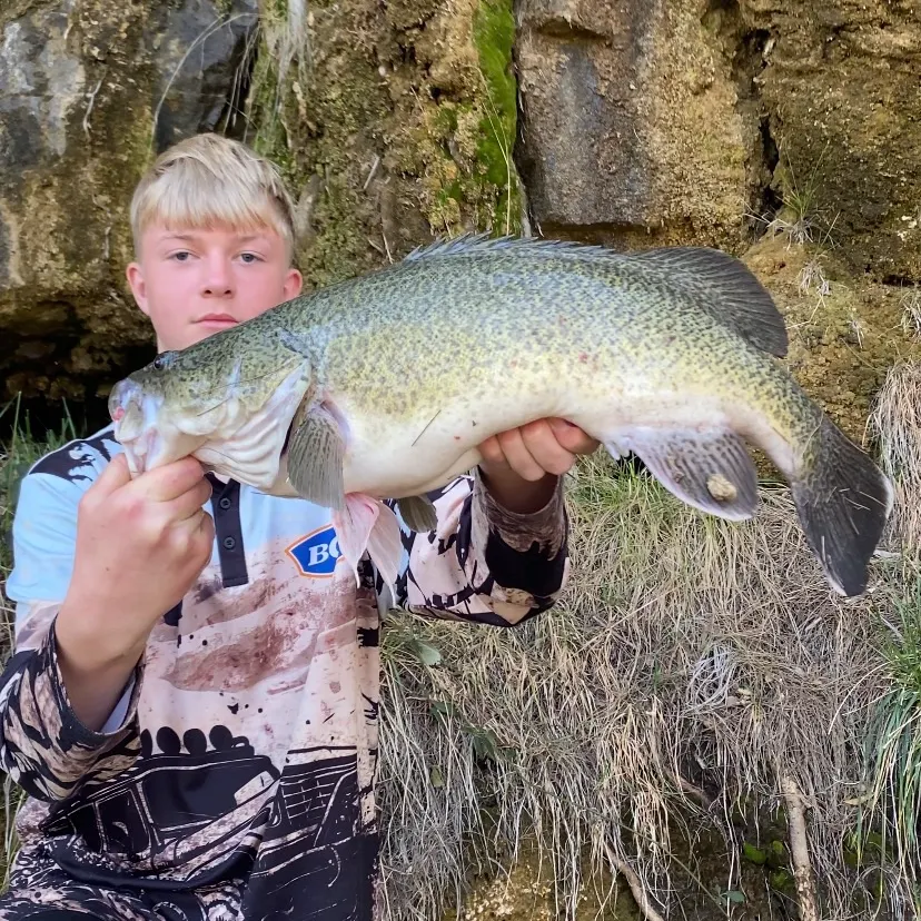 The most recent Murray cod catches on Fishbrain