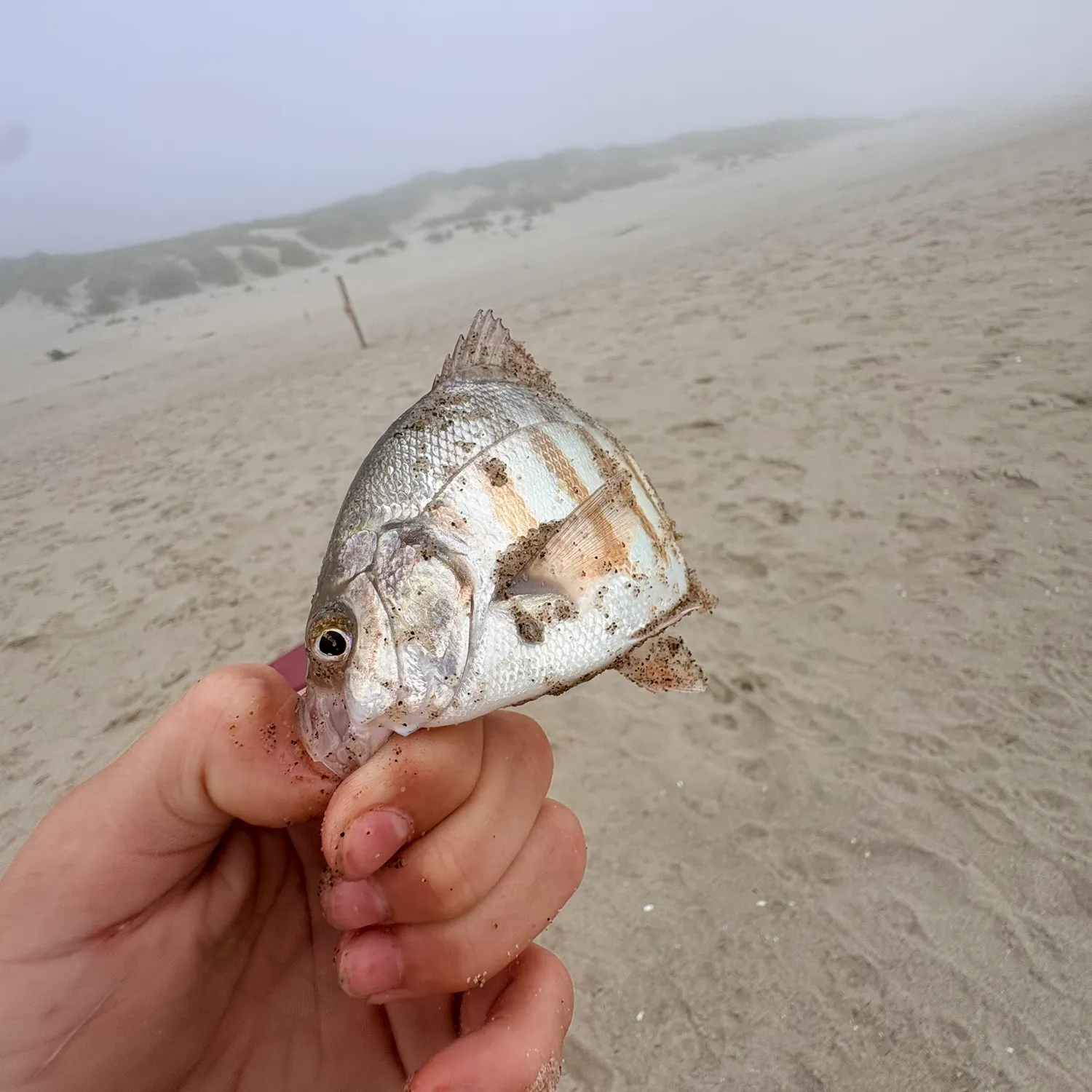 The most recent Redtail surfperch catches on Fishbrain