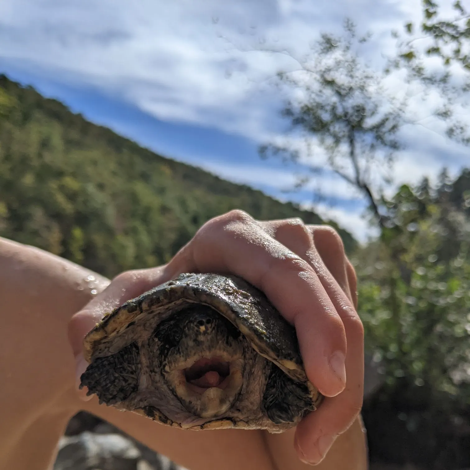 Common snapping turtle caught on Fishbrain