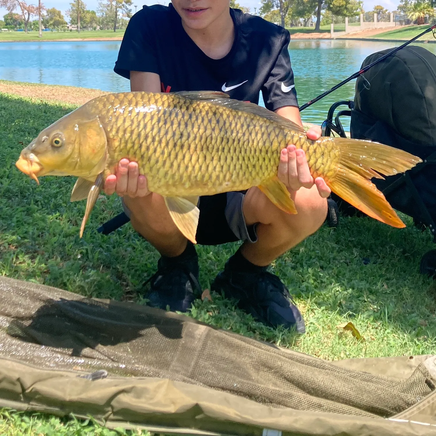 The most recent Common carp catches on Fishbrain