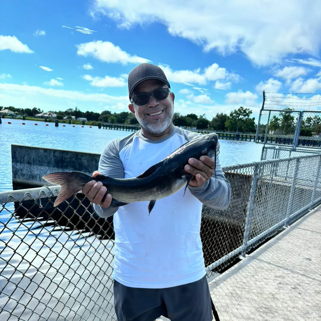 Channel catfish caught on Fishbrain