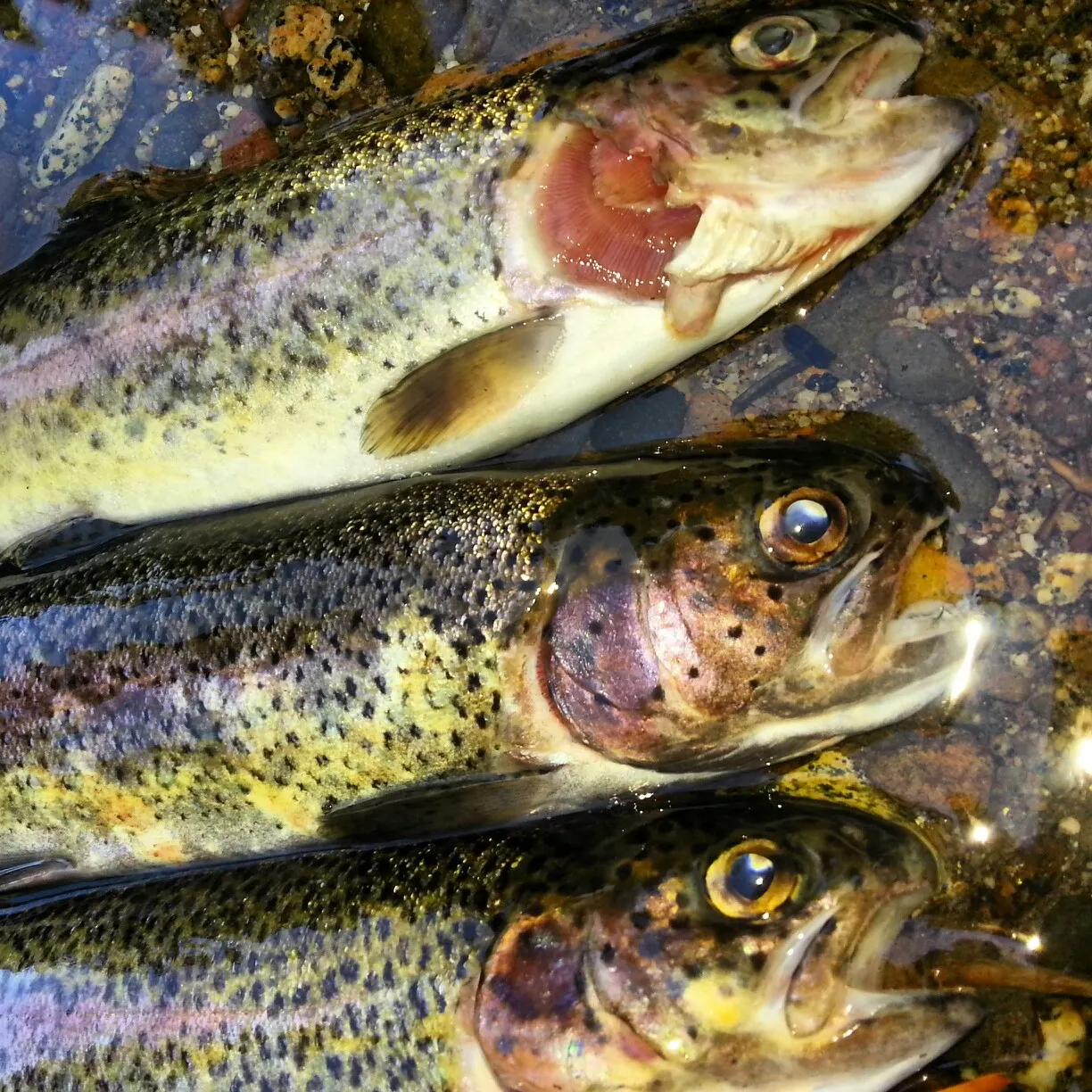 recently logged catches