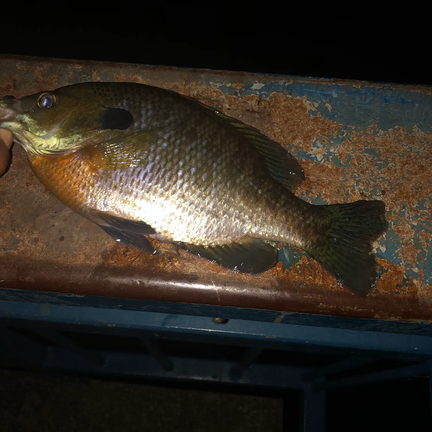 Bluegill caught on Fishbrain