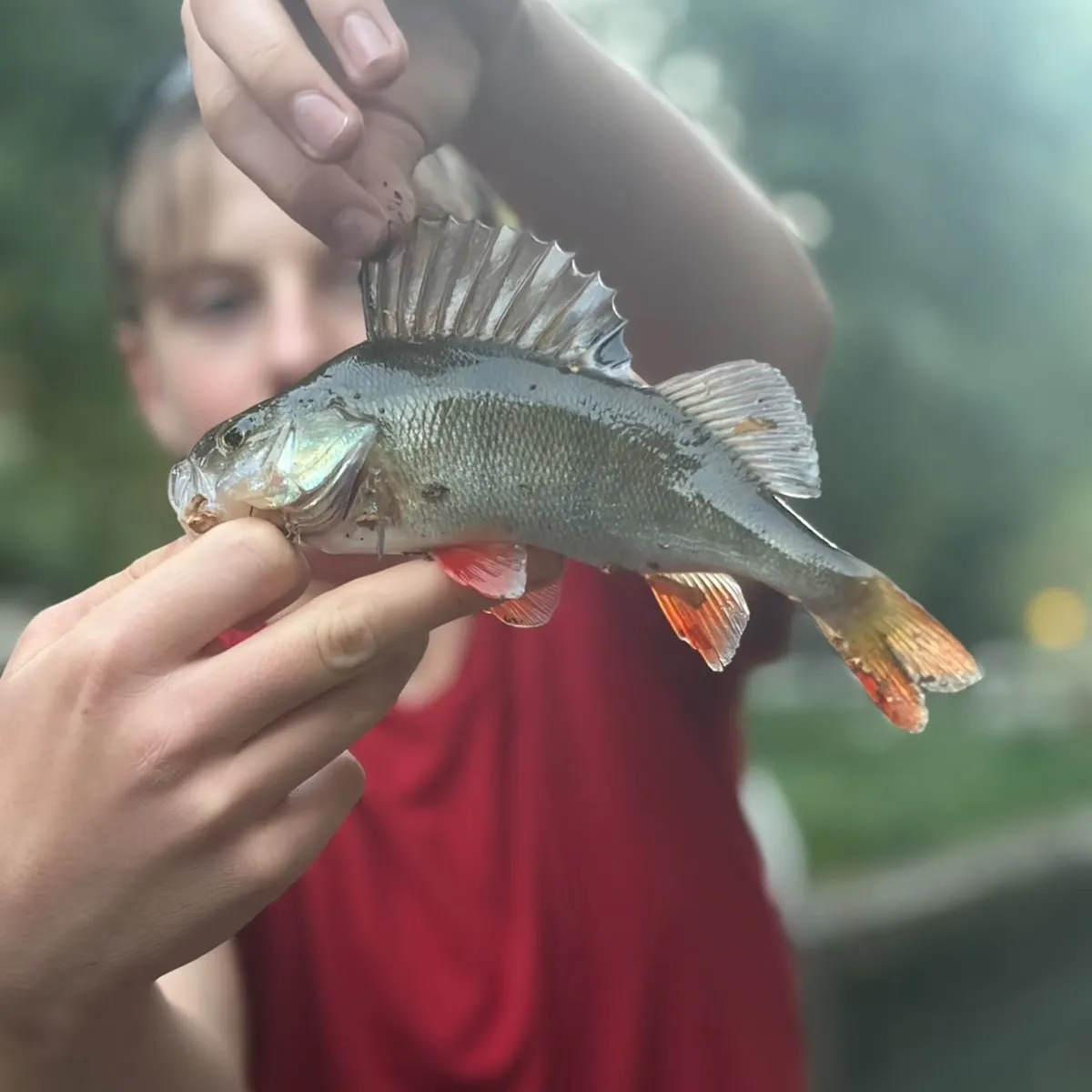 European perch caught on Fishbrain