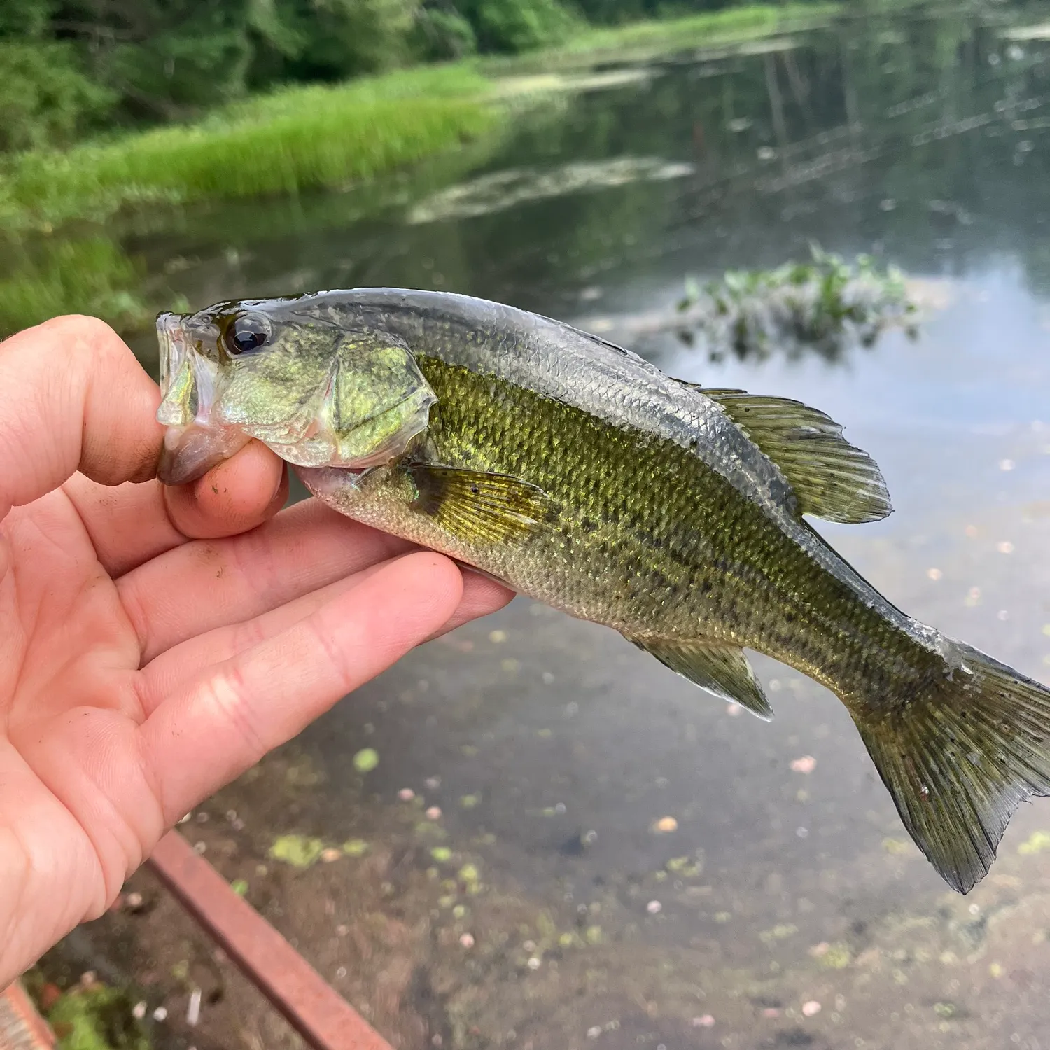 Fish caught on Fishbrain