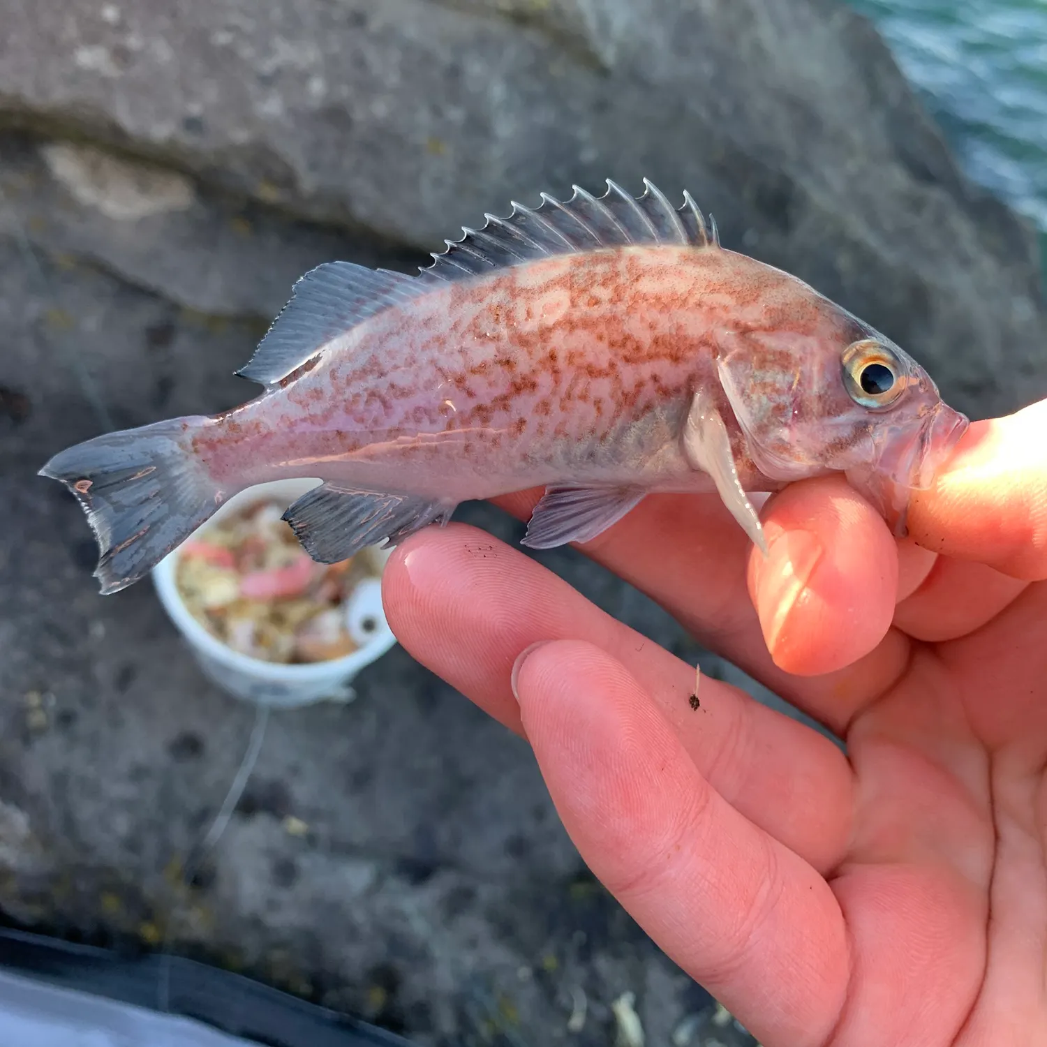 The most recent Blue rockfish catches on Fishbrain