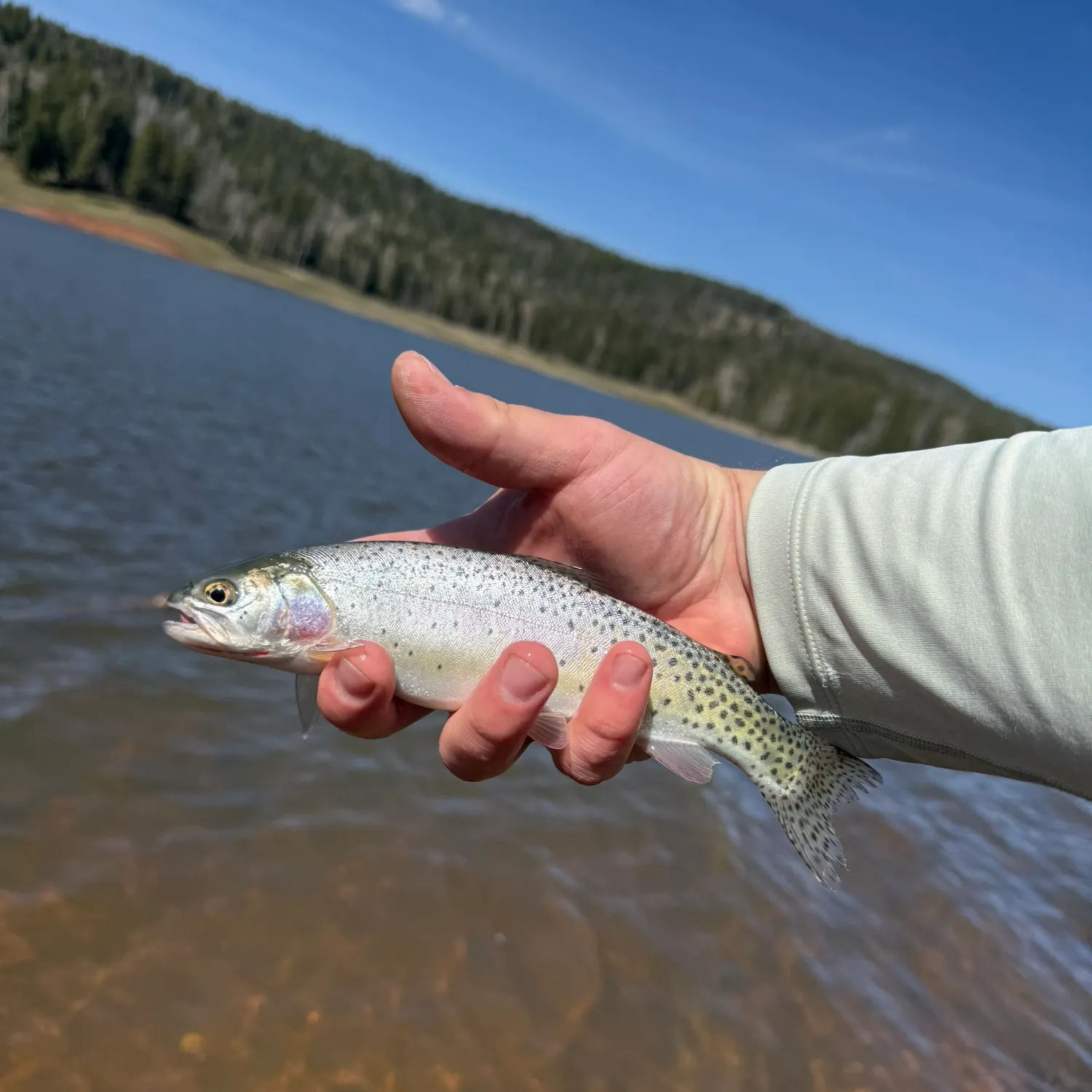 The most recent Rio Grande cutthroat trout catches on Fishbrain