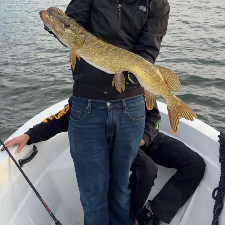 Northern pike caught on Fishbrain