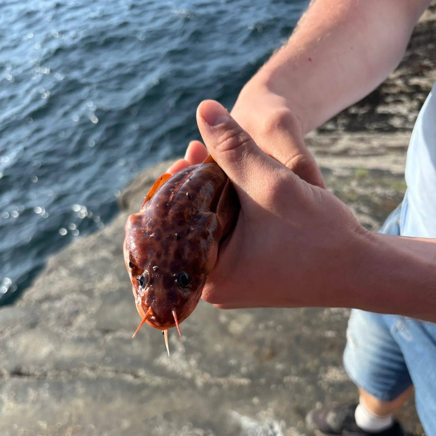 most liked catch image