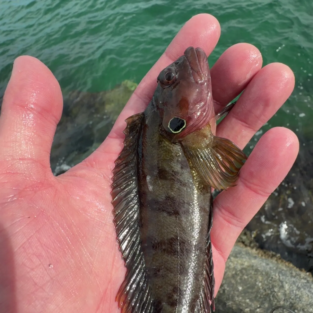 The most recent Hairy blenny catches on Fishbrain