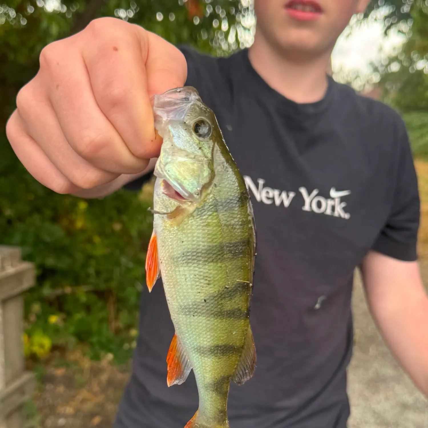 European perch caught on Fishbrain