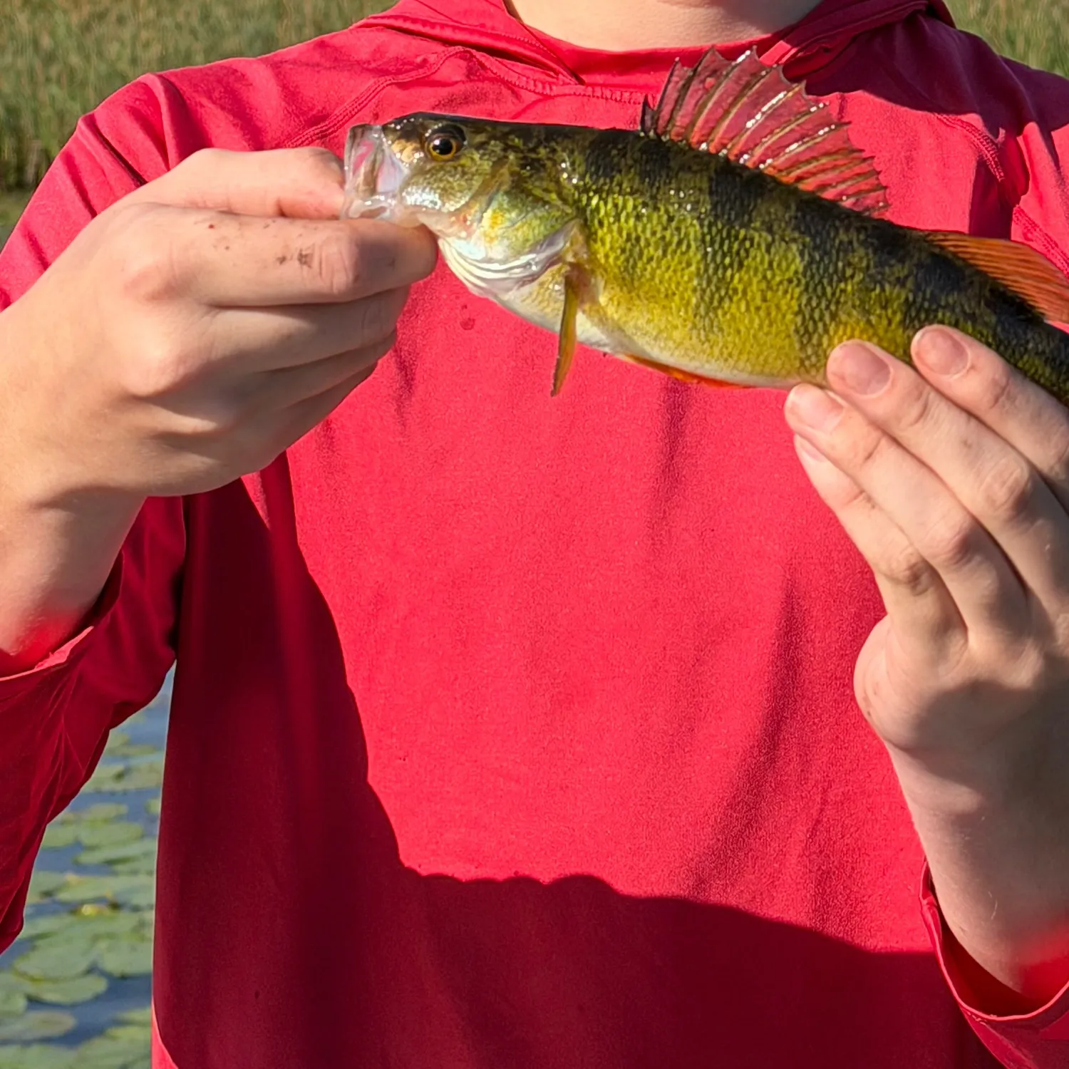 Yellow perch caught on Fishbrain