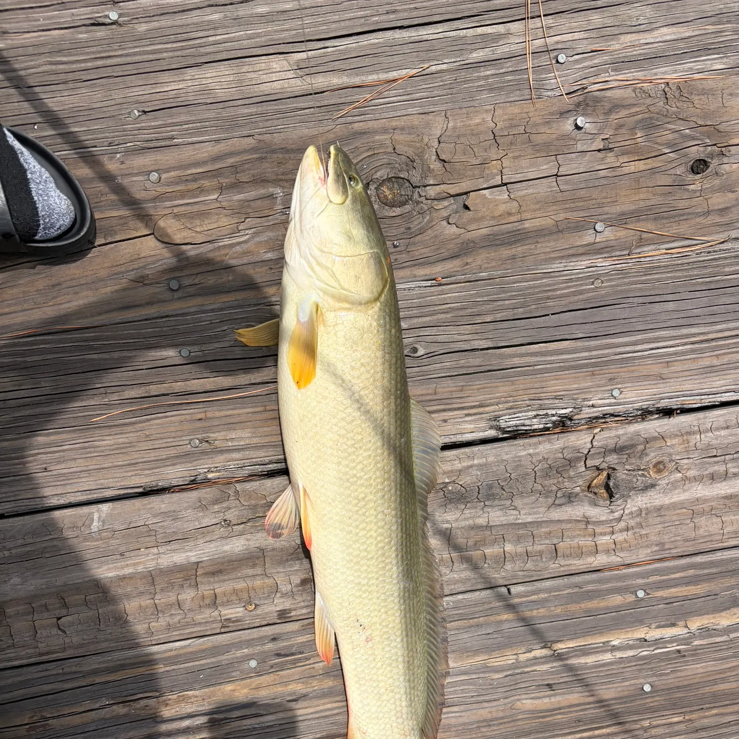 Ruddy bowfin caught on Fishbrain