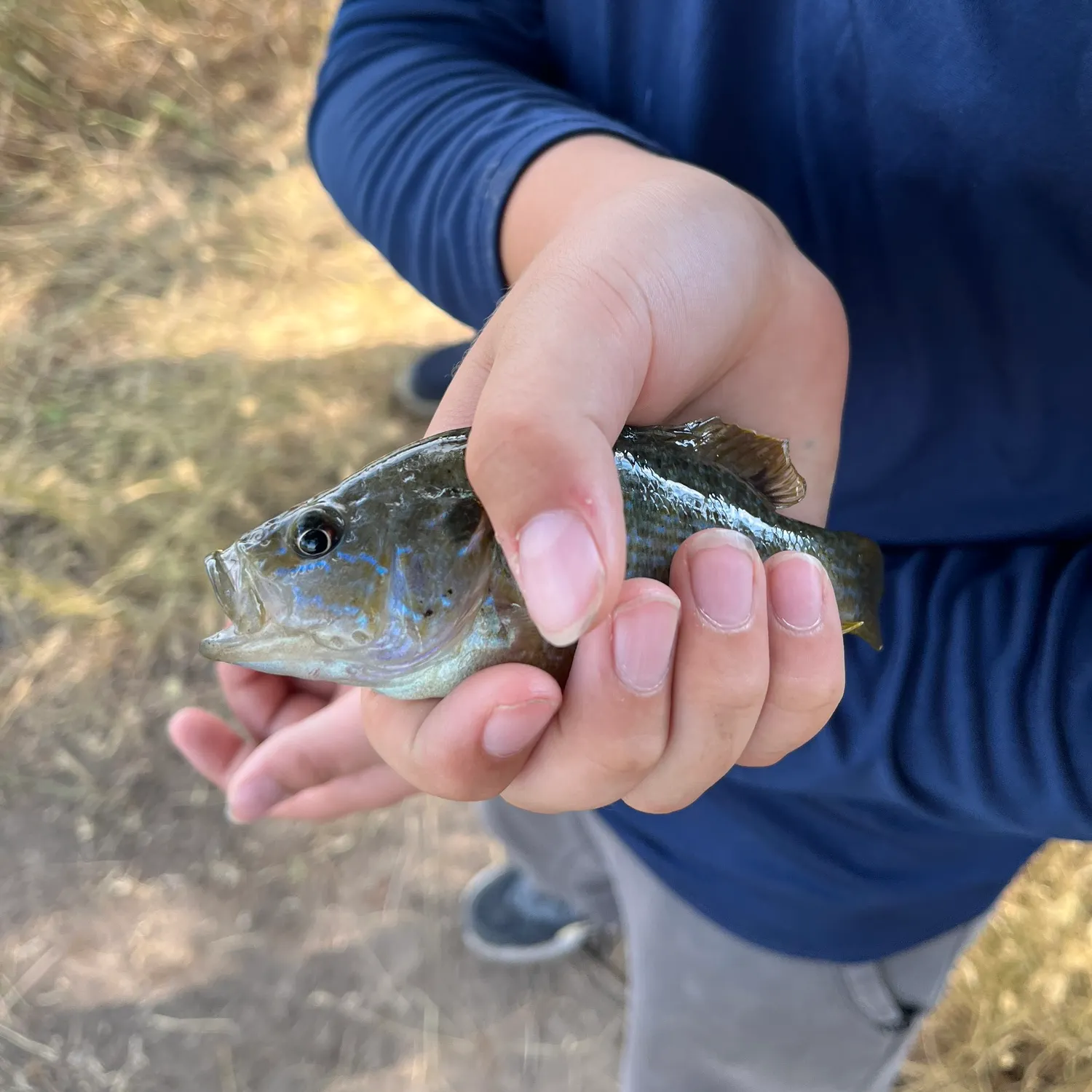 The most recent Greengill hybrid catches on Fishbrain