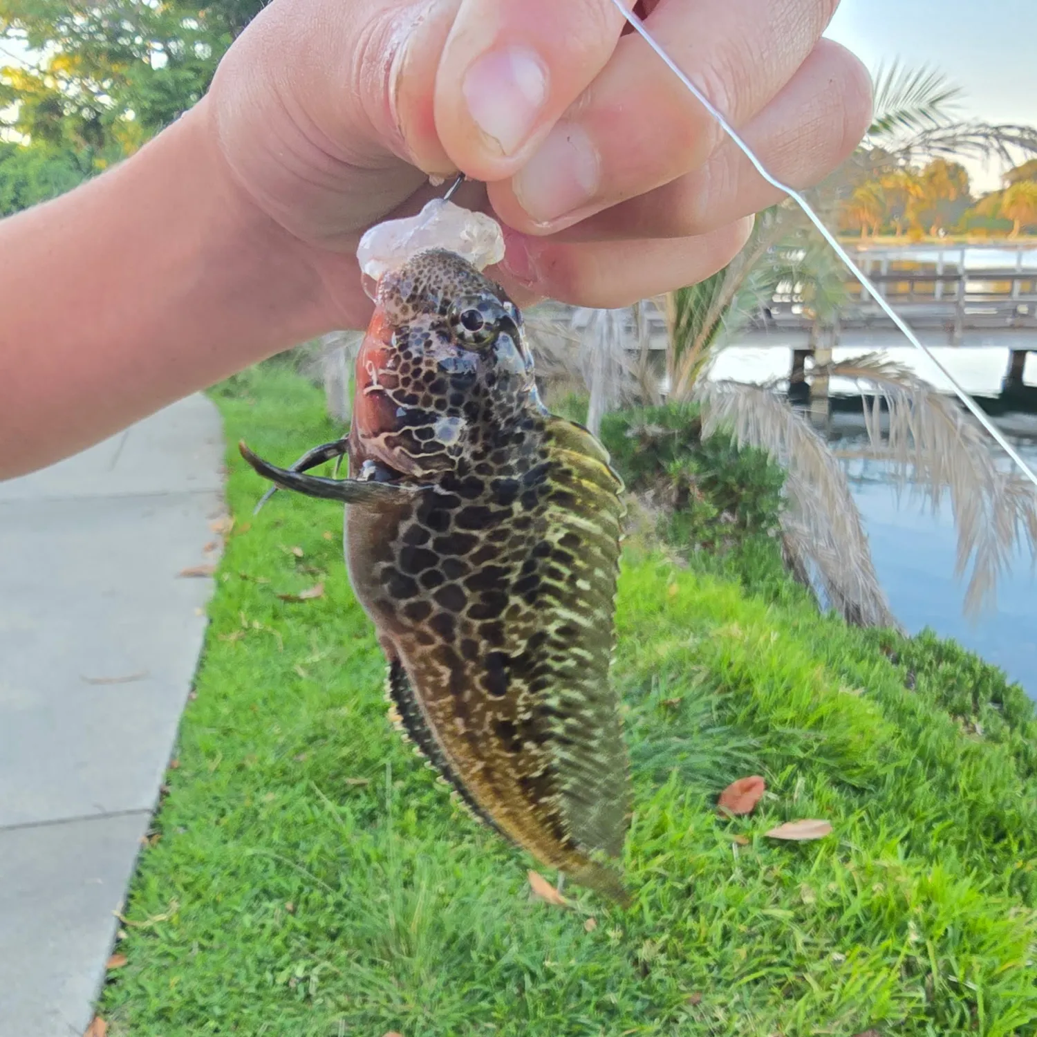 The most recent Bay blenny catches on Fishbrain