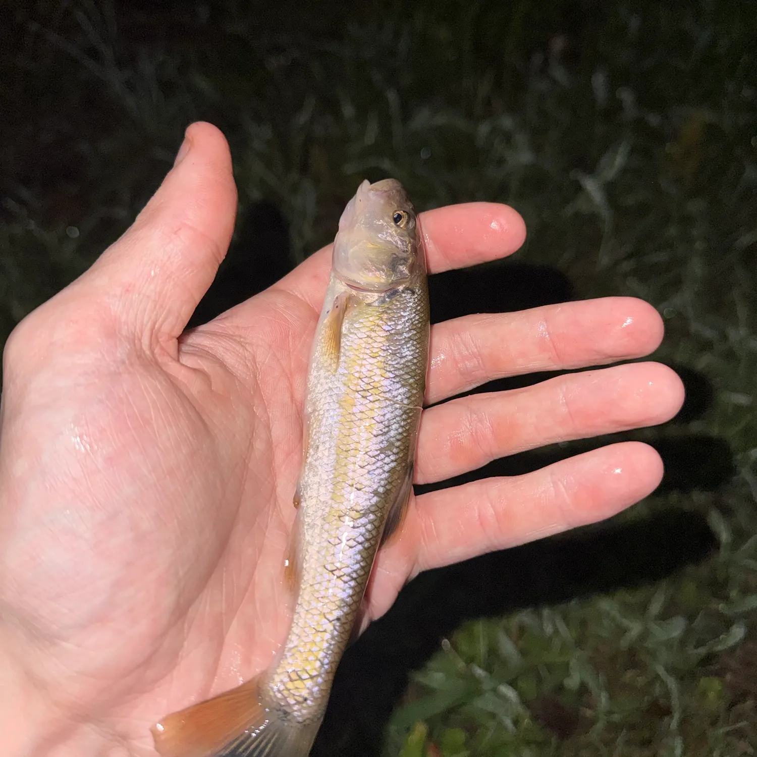 Creek chub caught on Fishbrain