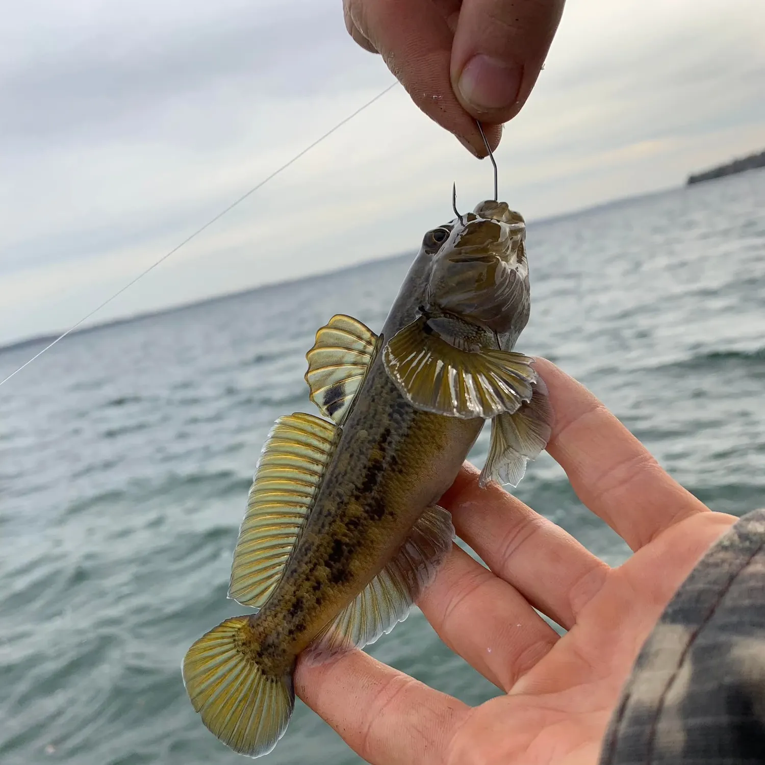 The most recent Round goby catches on Fishbrain