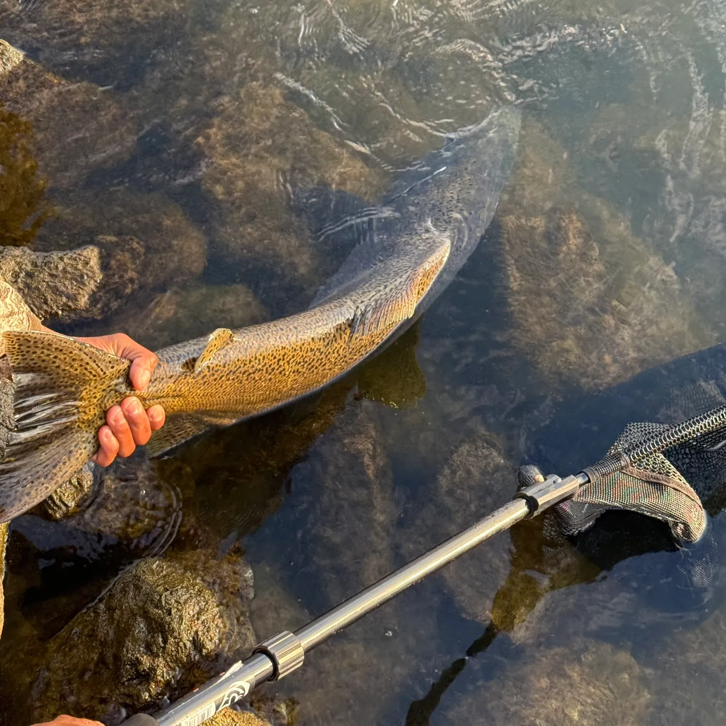 Chinook salmon caught on Fishbrain