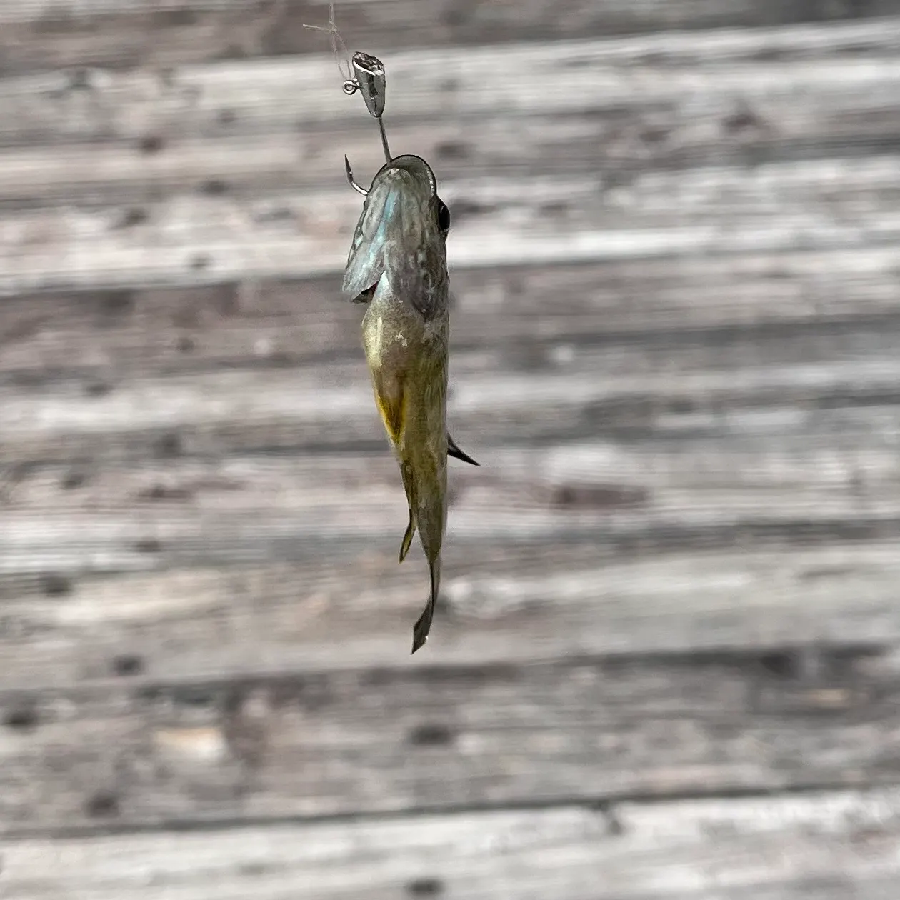 Green sunfish caught on Fishbrain