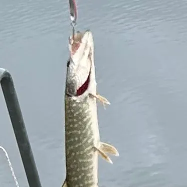Fish caught on Fishbrain
