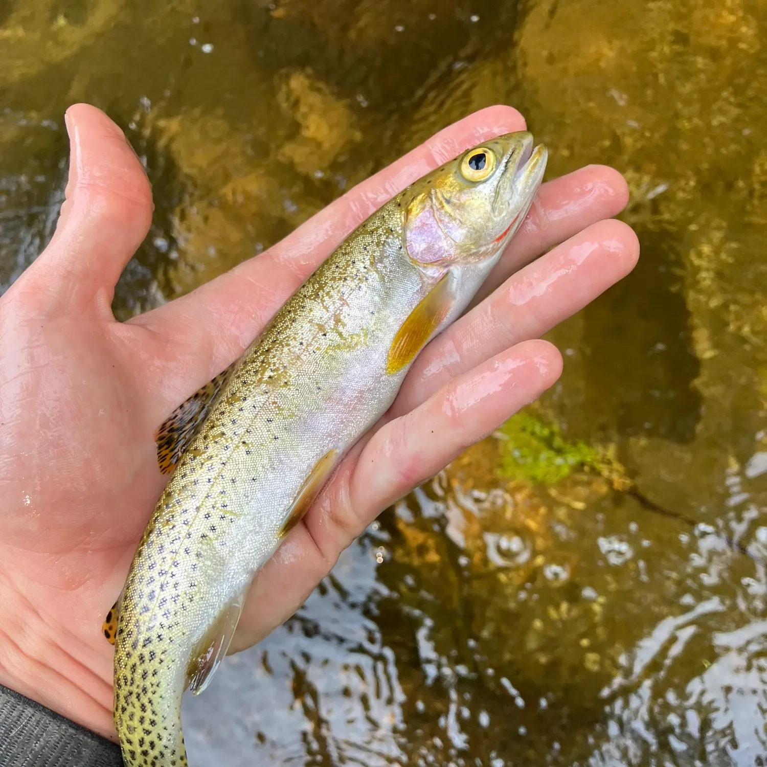 The most recent Westslope cutthroat trout catches on Fishbrain