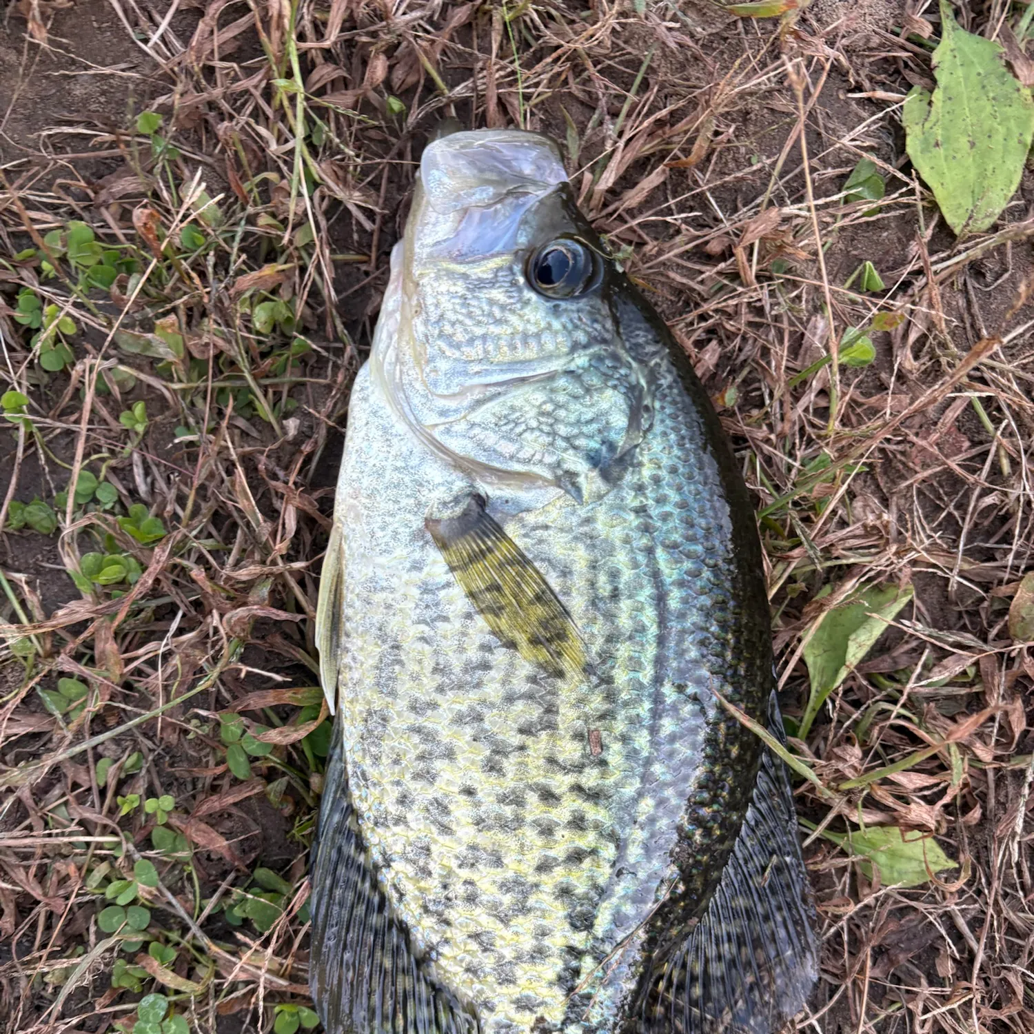 Black crappie caught on Fishbrain