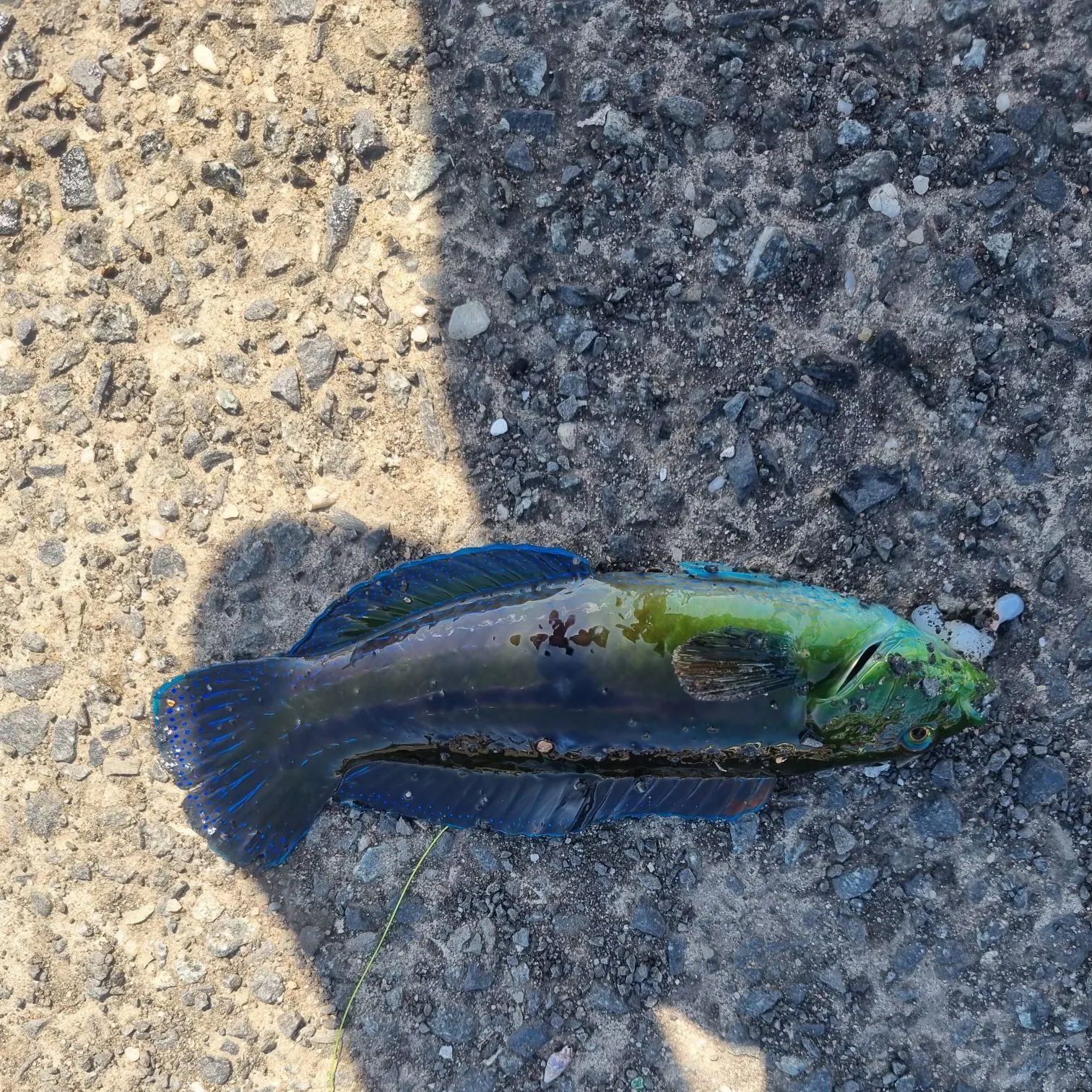 Surge wrasse caught on Fishbrain