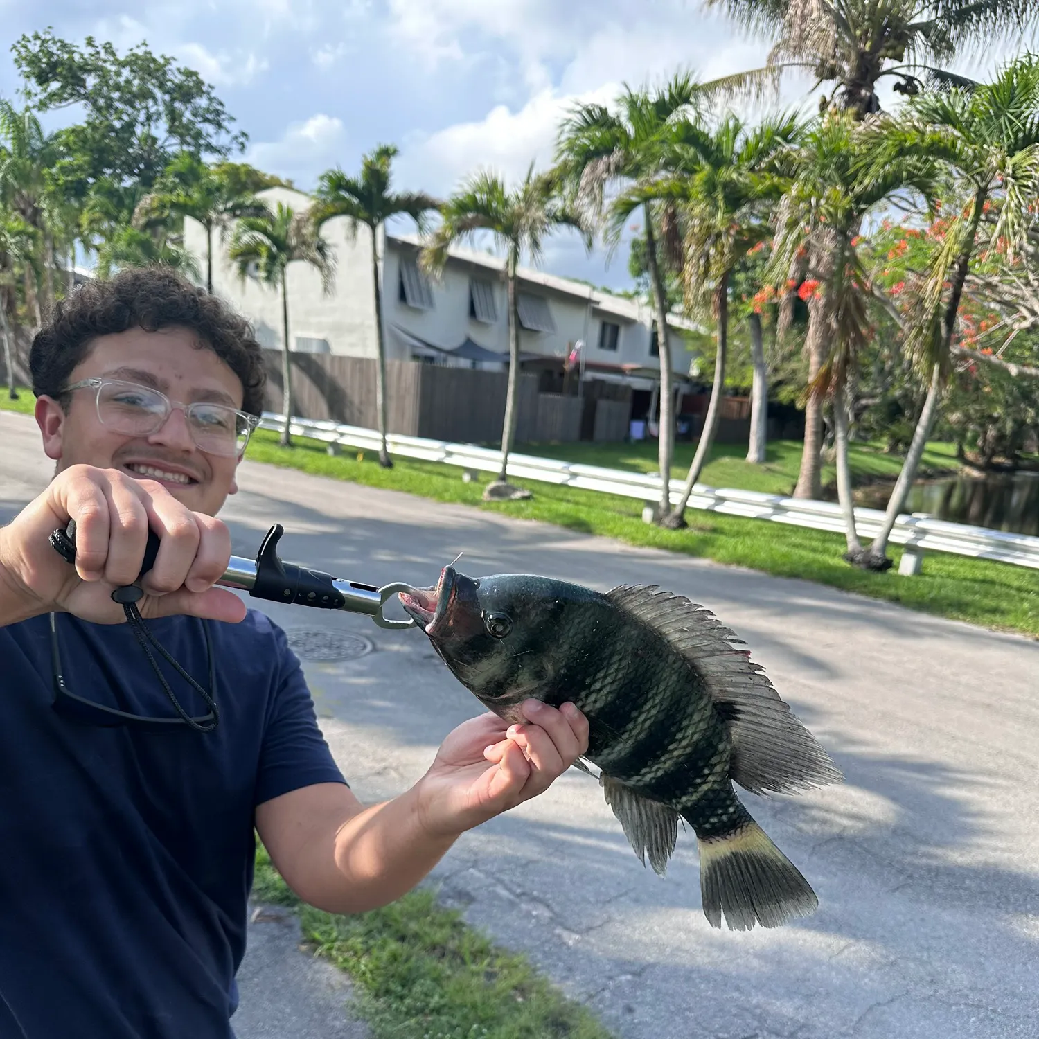 The most recent Zebra tilapia catches on Fishbrain