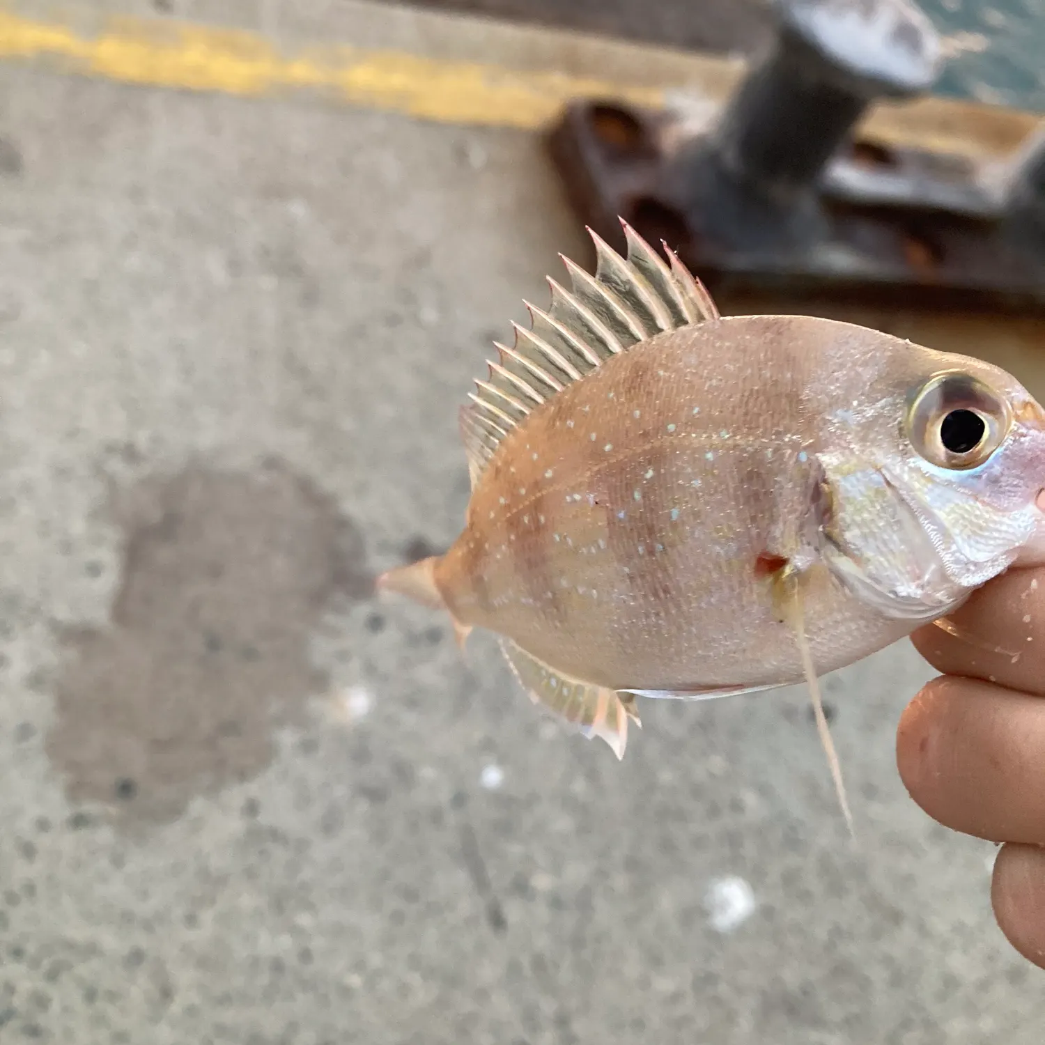 The most recent Australasian snapper catches on Fishbrain