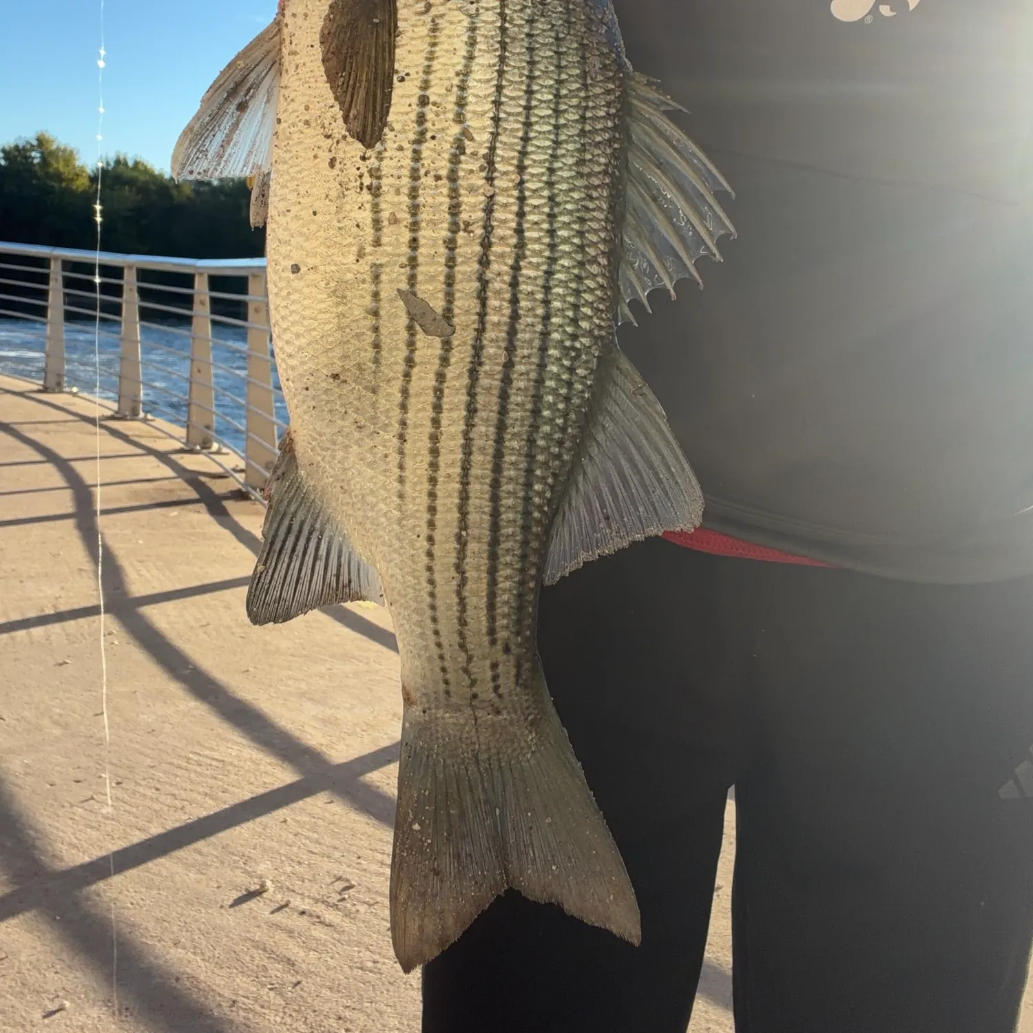 Wiper caught on Fishbrain