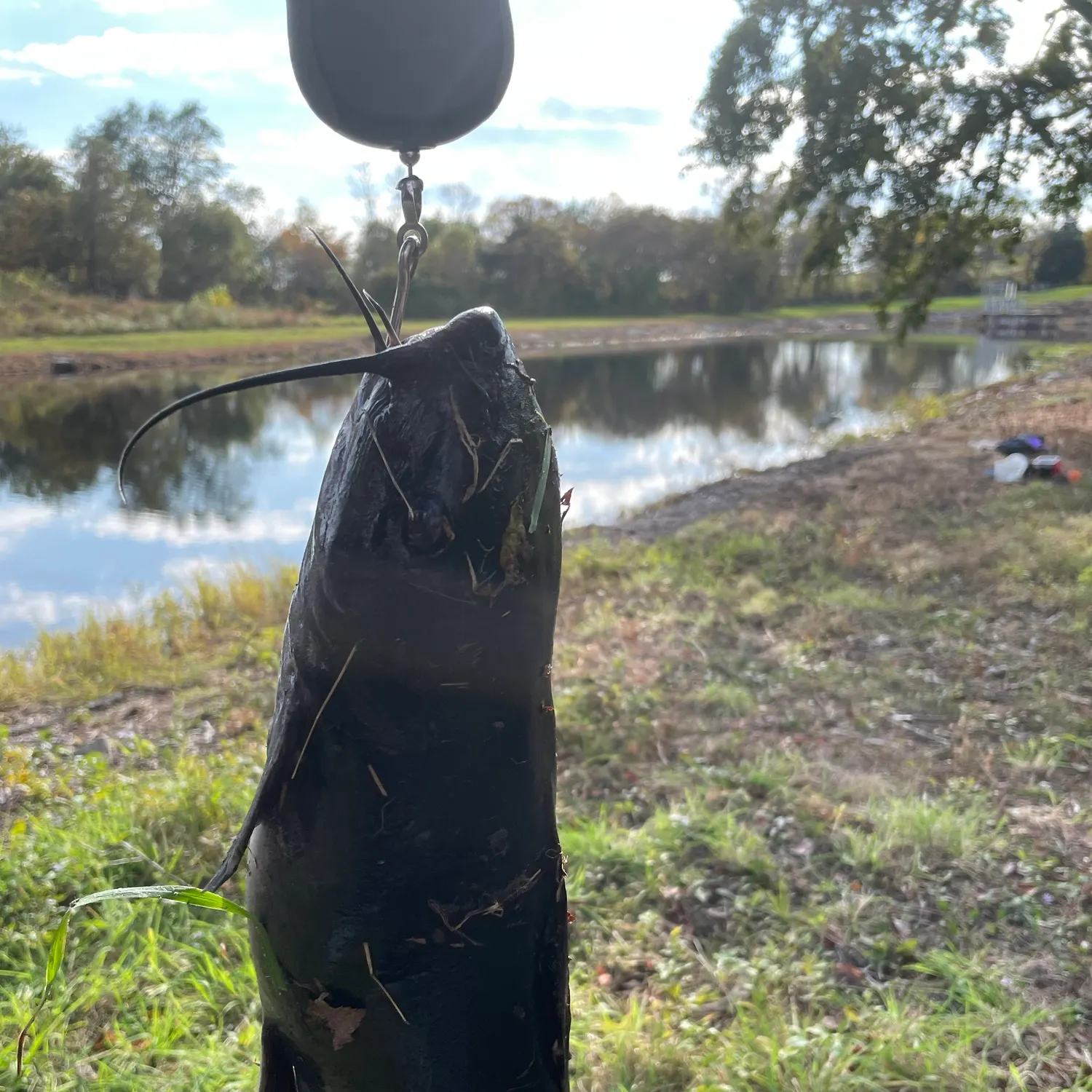 Black bullhead caught on Fishbrain