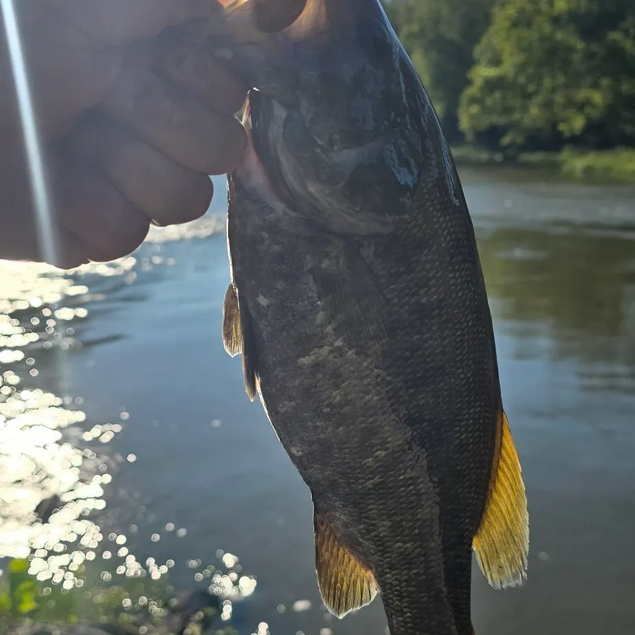 Smallmouth bass caught on Fishbrain