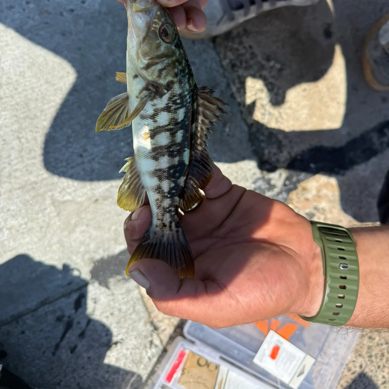 recently logged catches