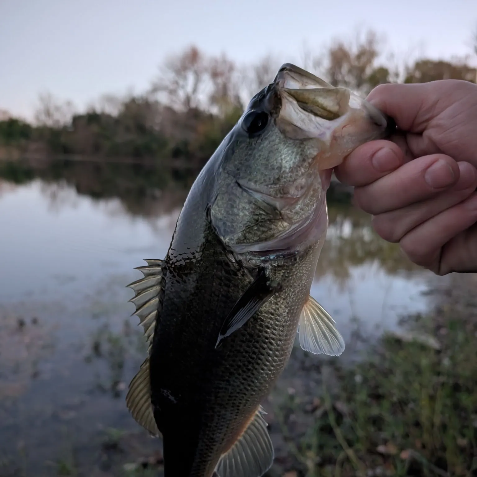 Largemouth bass caught on Fishbrain