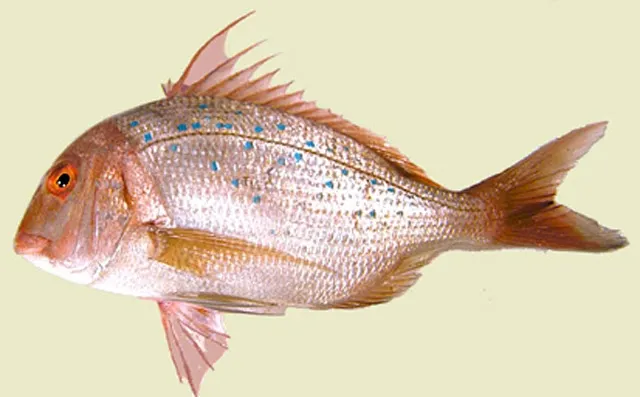 Bluespotted seabream