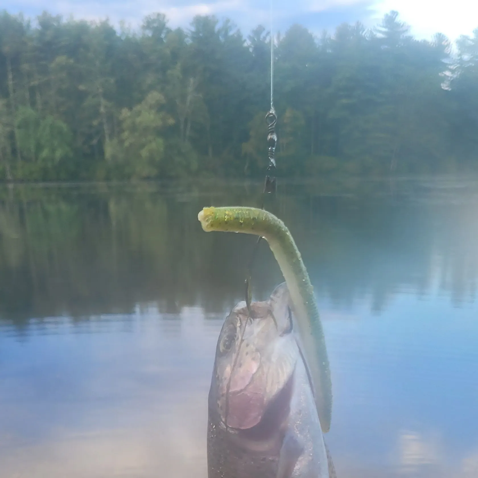 Rainbow trout caught on Fishbrain