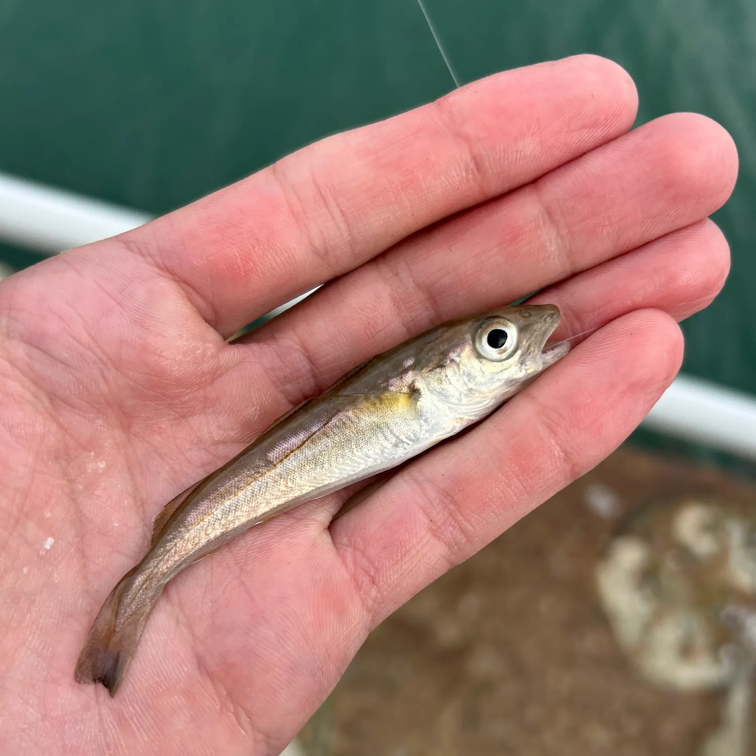 Whiting caught on Fishbrain
