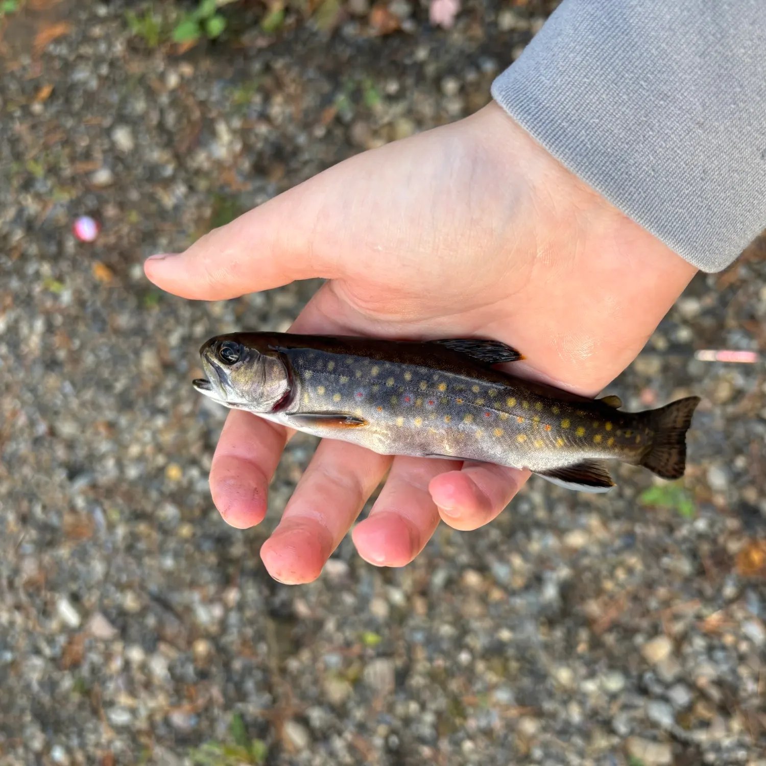 Brook trout caught on Fishbrain