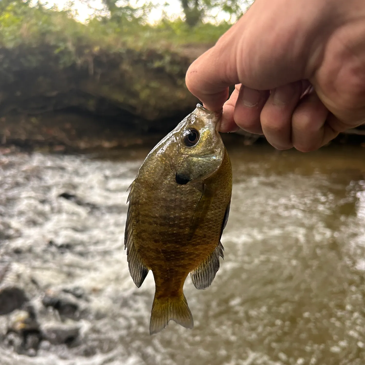 Bluegill caught on Fishbrain