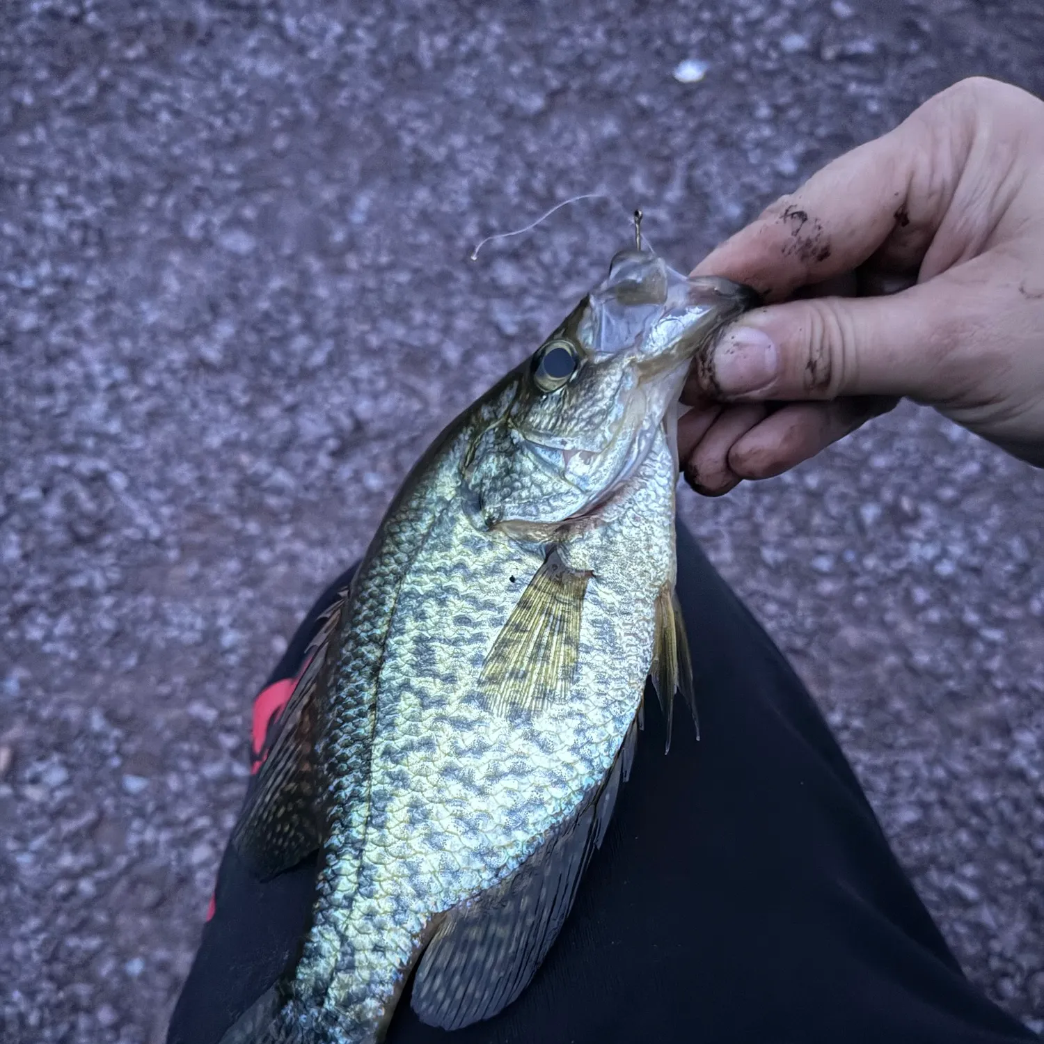Black crappie caught on Fishbrain