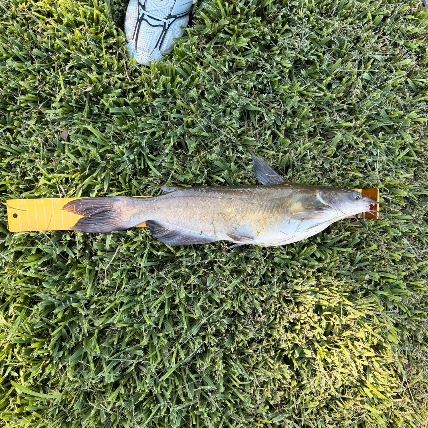 Channel catfish caught on Fishbrain