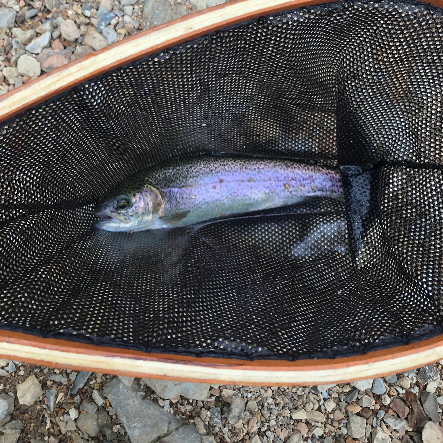 Rainbow trout caught on Fishbrain