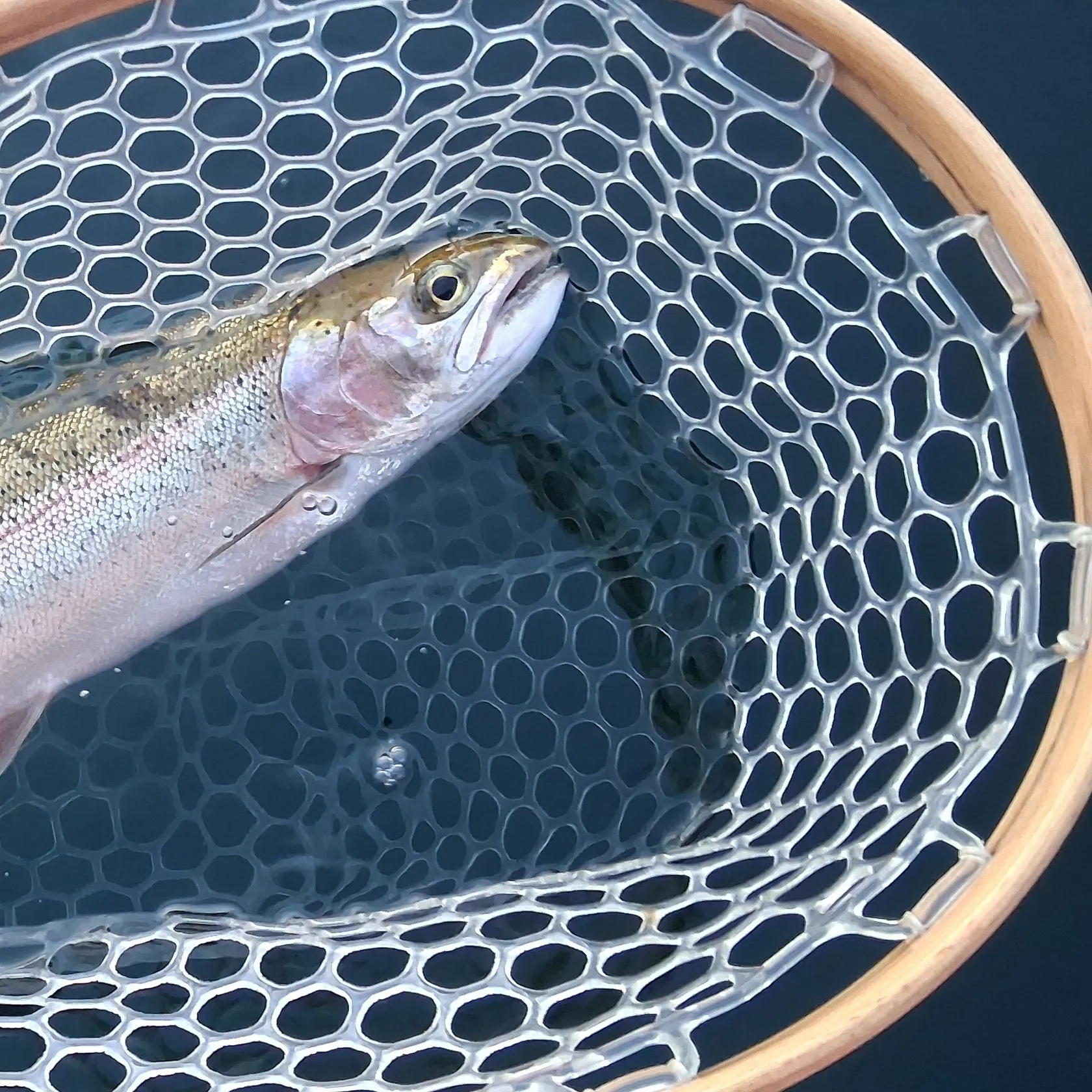 Rainbow trout caught on Fishbrain