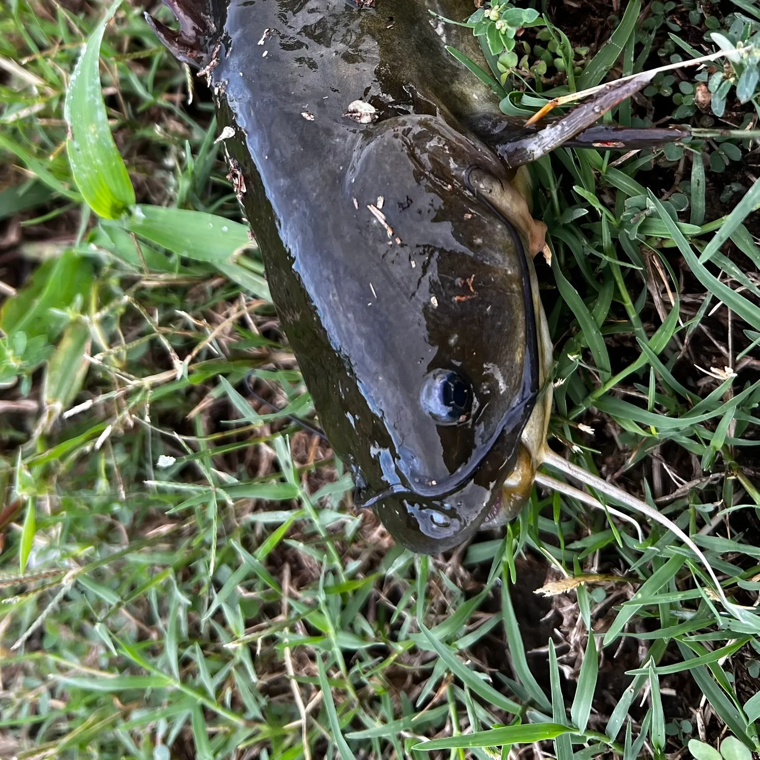 Yellow bullhead caught on Fishbrain