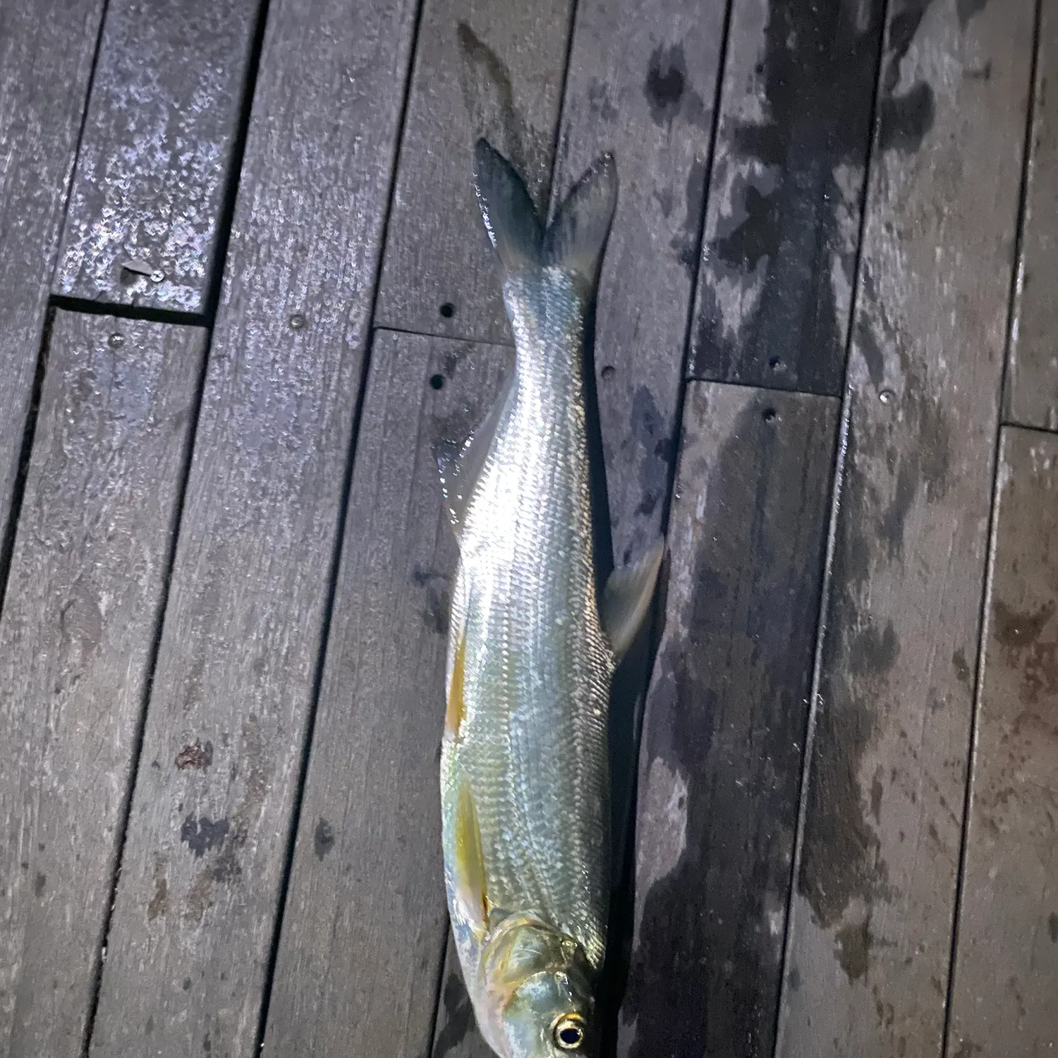 The most recent Predatory carp catches on Fishbrain