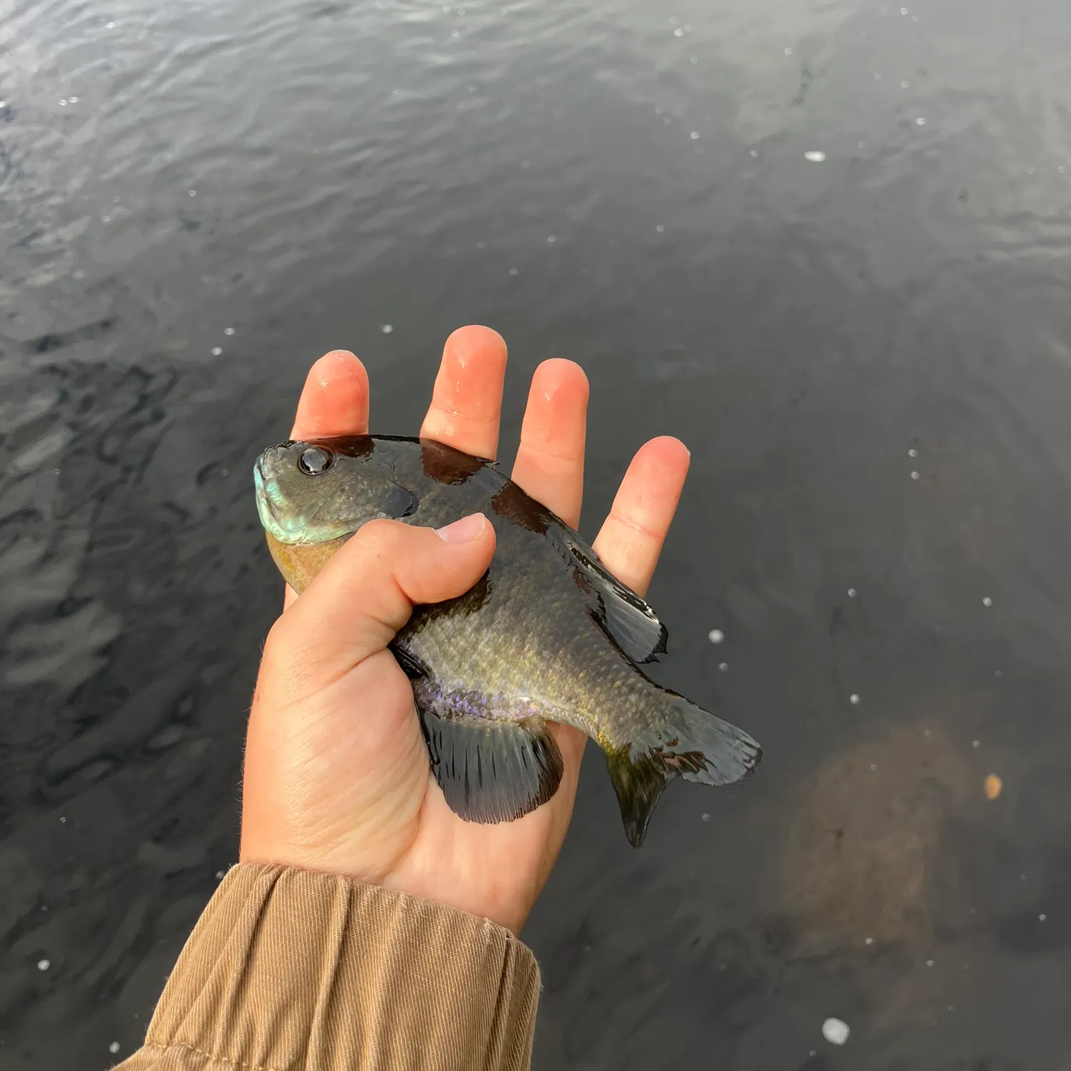 Bluegill caught on Fishbrain
