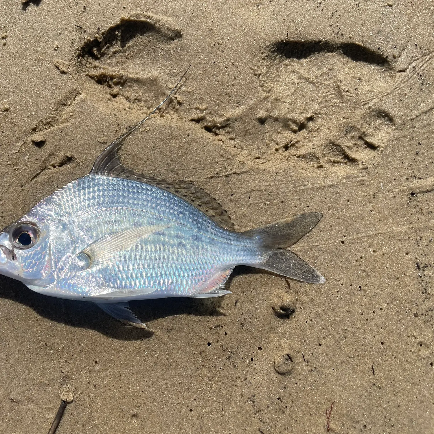 The most recent Whipfin silver-biddy catches on Fishbrain
