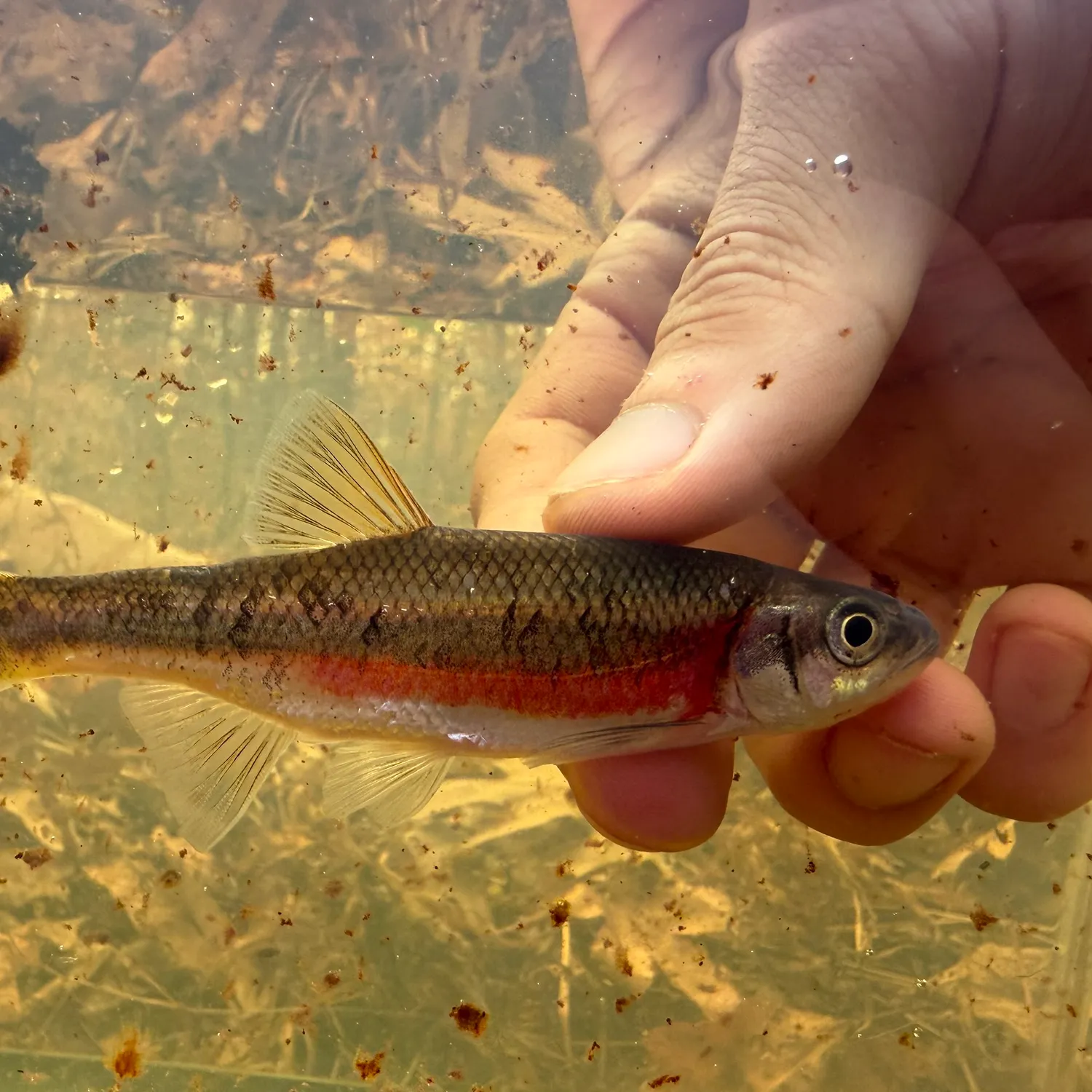 The most recent Rosyside dace catches on Fishbrain
