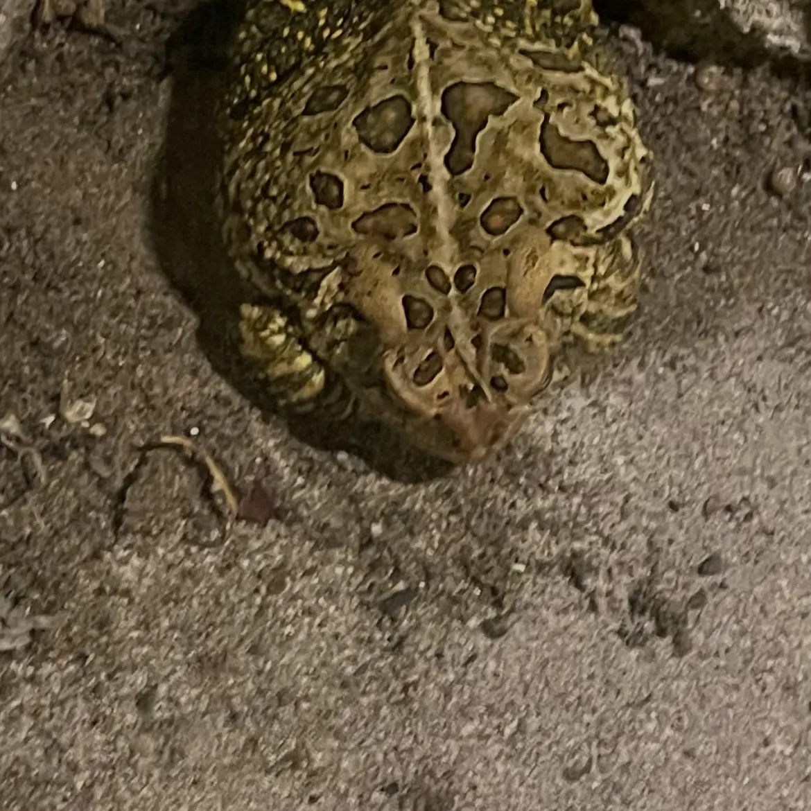 The most recent Plains leopard frog catches on Fishbrain