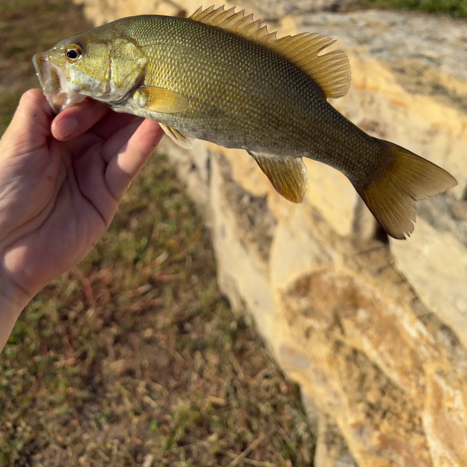 Smallmouth bass caught on Fishbrain